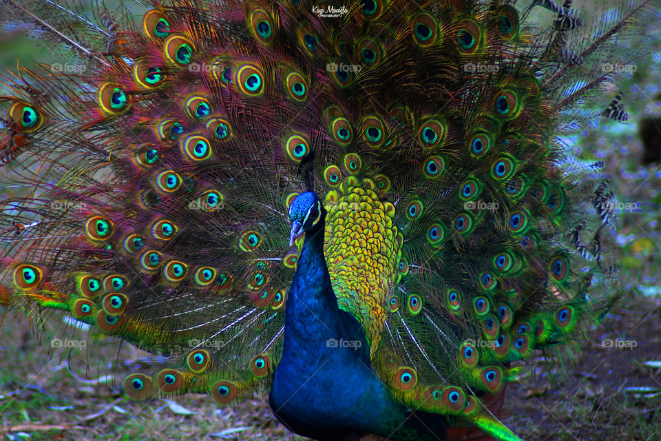 The Peacock