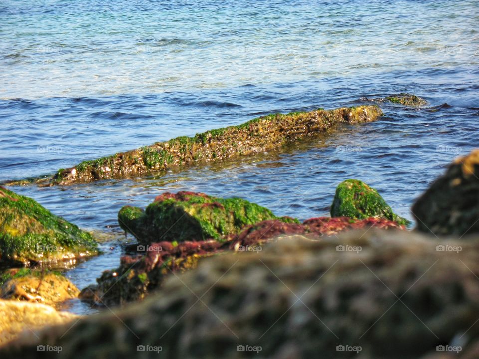 overgrown stones by the sea поросшие камни у моря
