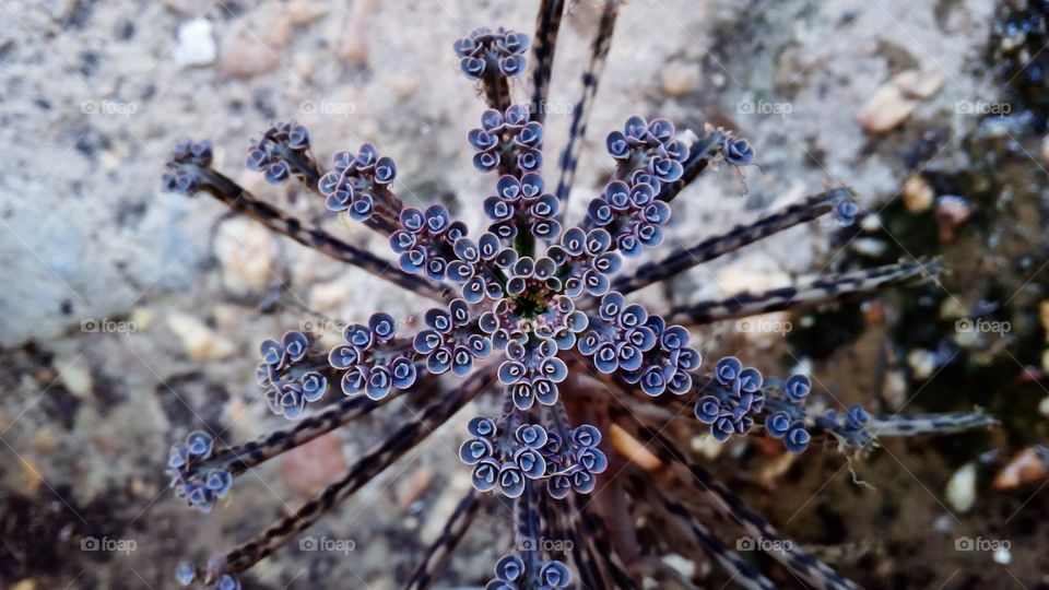 kalanchoe succulent