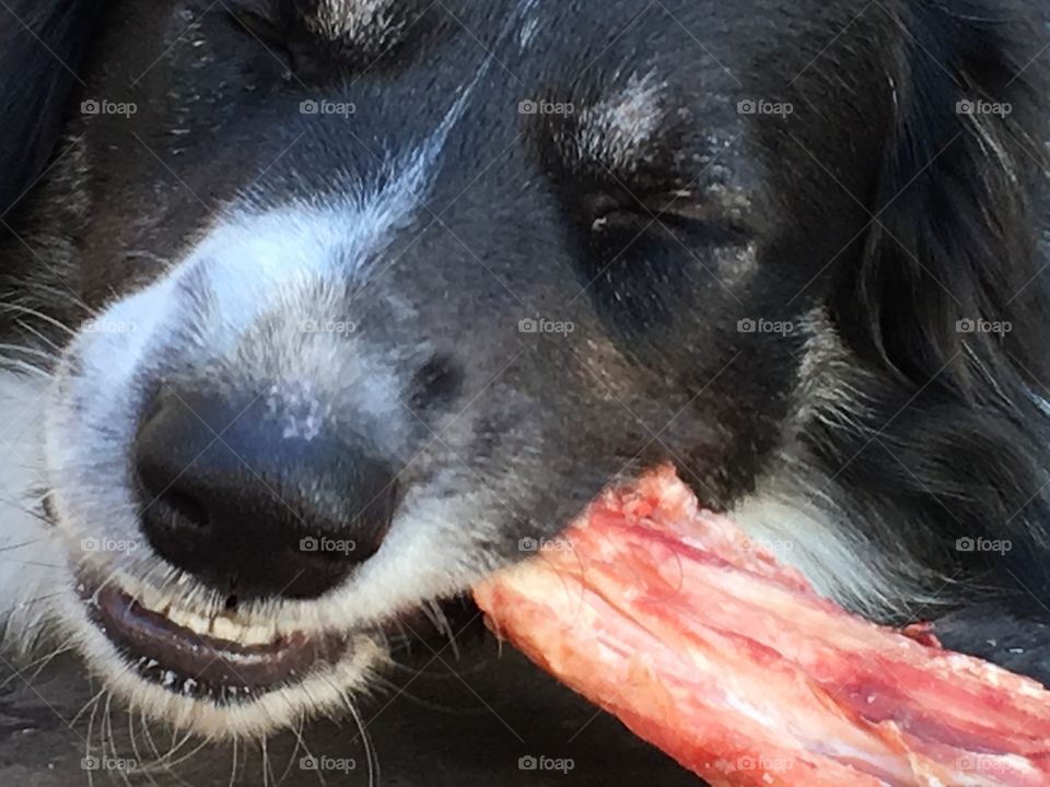 Border collie sheepdog dog eating raw beef bone closeup head shot