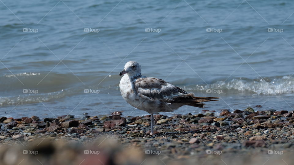 California Gull