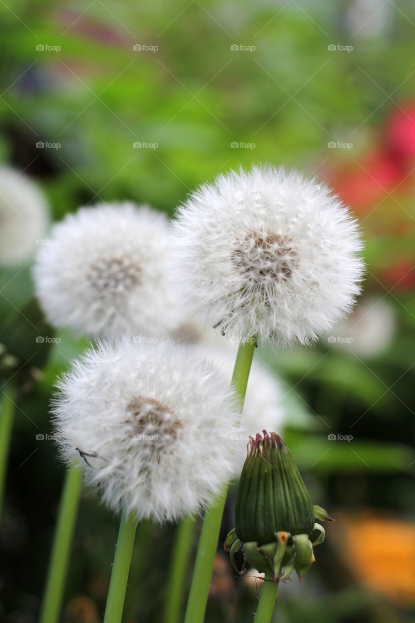 Dandelion, flower, vegetation, plants, meadow, meadow, village, sun, summer, heat, nature, landscape, still life, yellow, white, beautiful, furry,