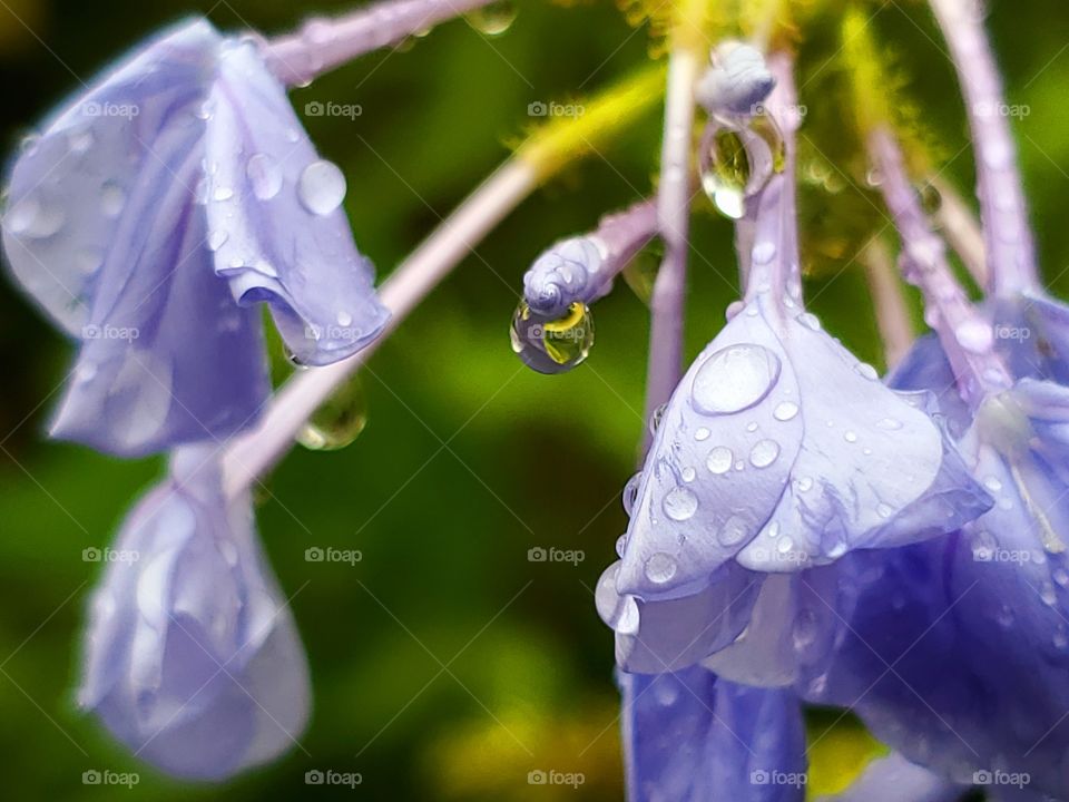 Raindrops on plumbago flowers