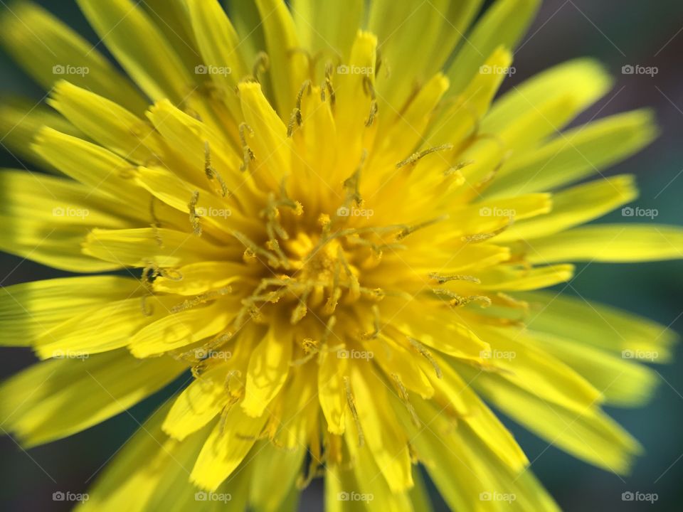 Macro dandelion