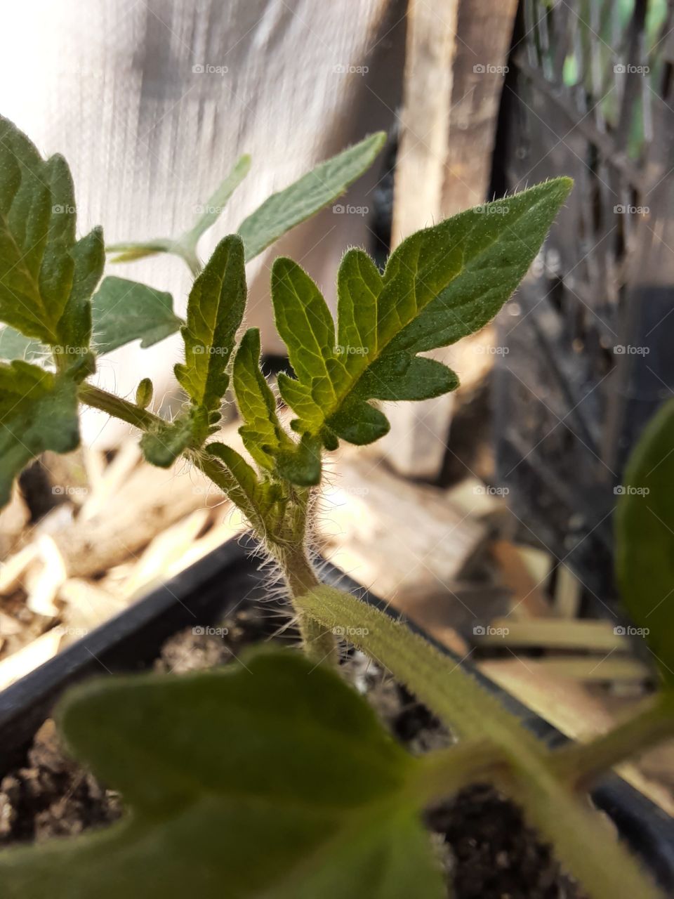 Green leaf 🍃 Cucumber