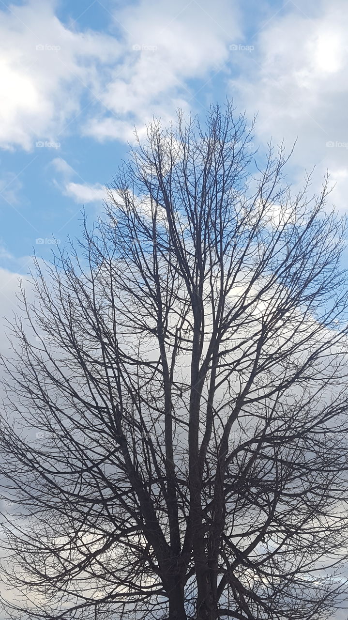 bare winter tree