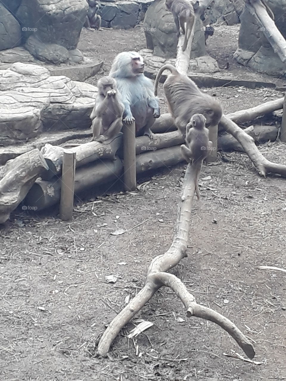Monos micos