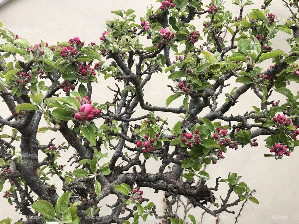 Plenty of apples are due from this tree, if the berries on it are a great guide.