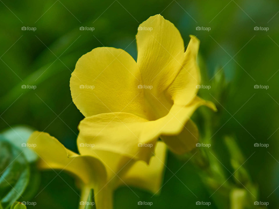 Wild alamanda