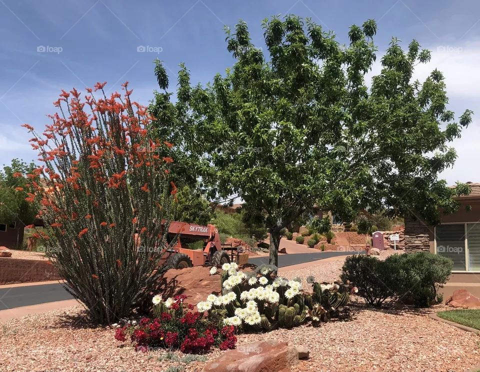Blooming cactus