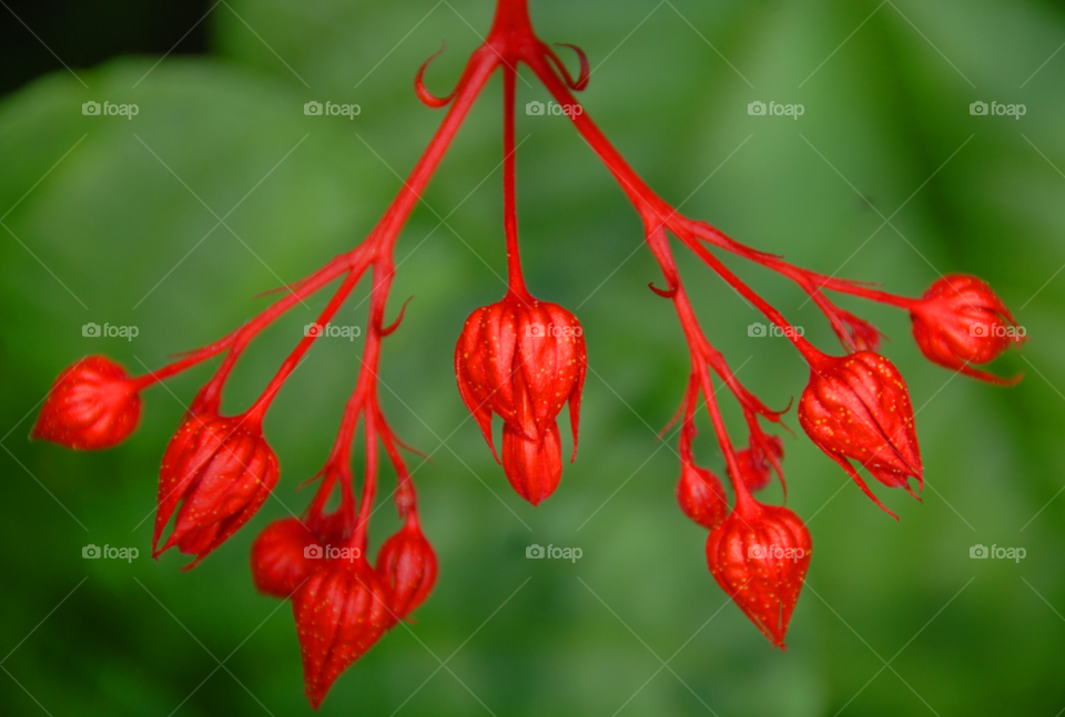 red flower unique flower unique red flower cool flower by lightanddrawing