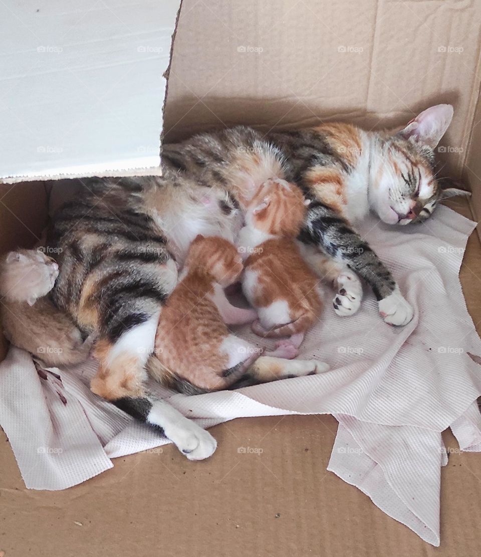This cat takes care of her young with love and calmness