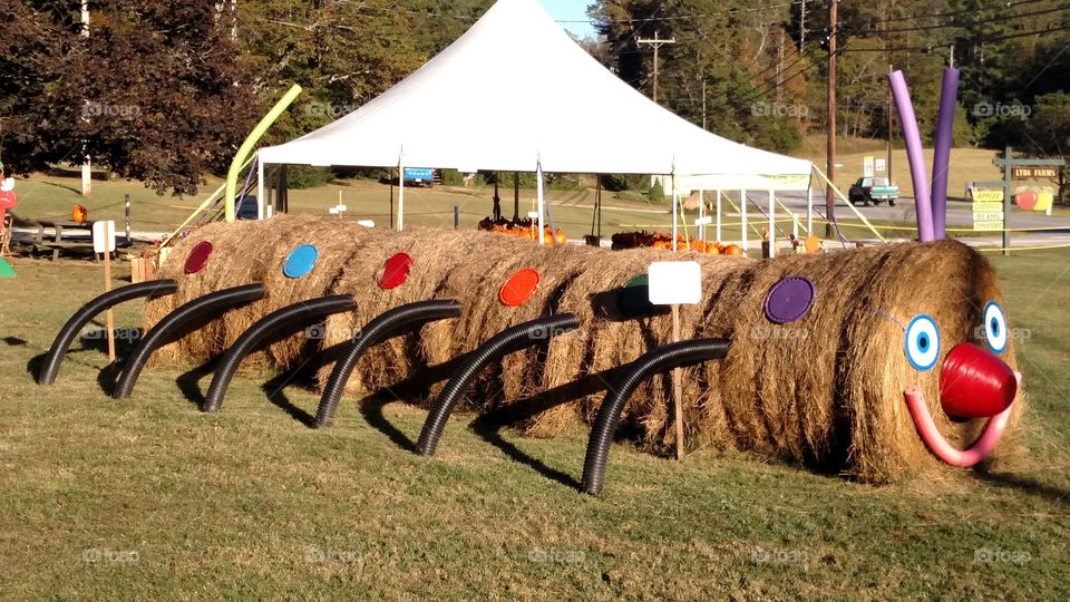 Summer, No Person, Grass, Field, Wood