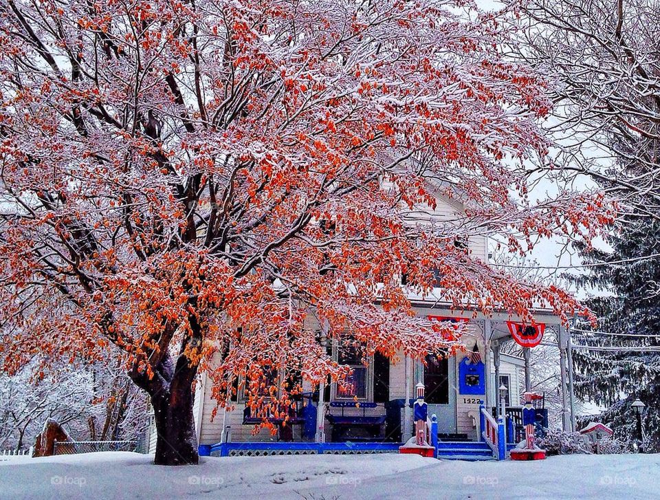 Patriotic winter 