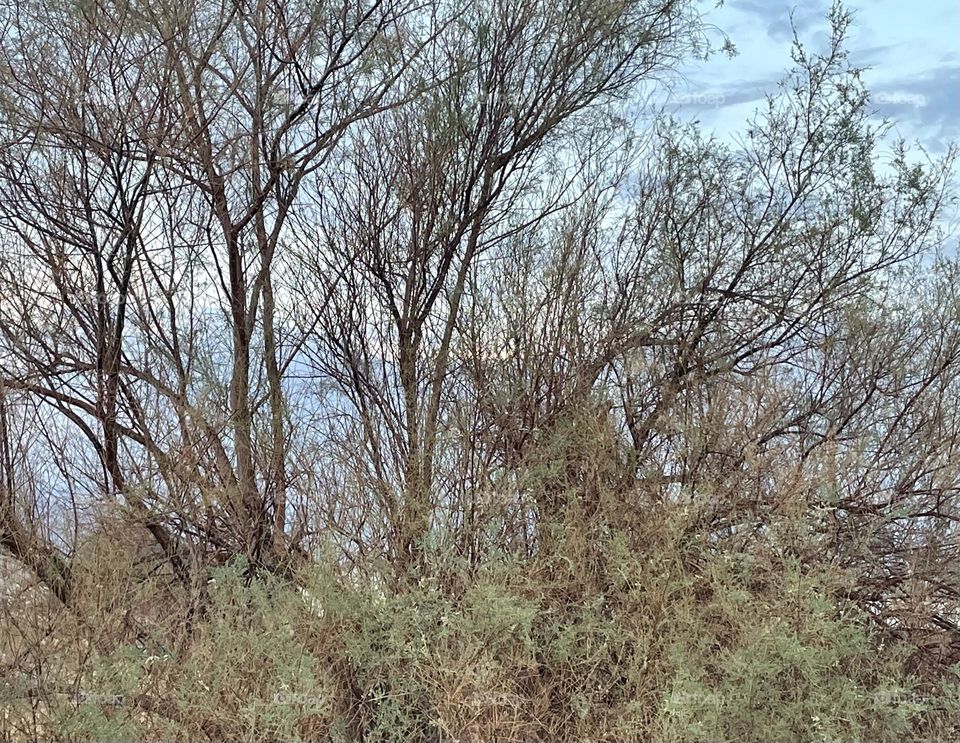 A tree with bushy plants all around.