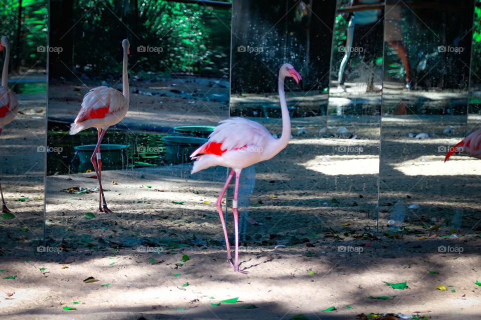 Garça resgatada. Garça