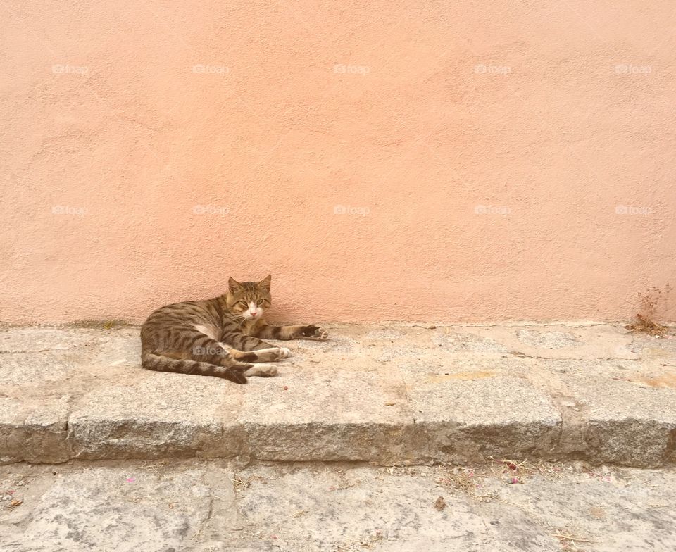 Cat in front of pink wall