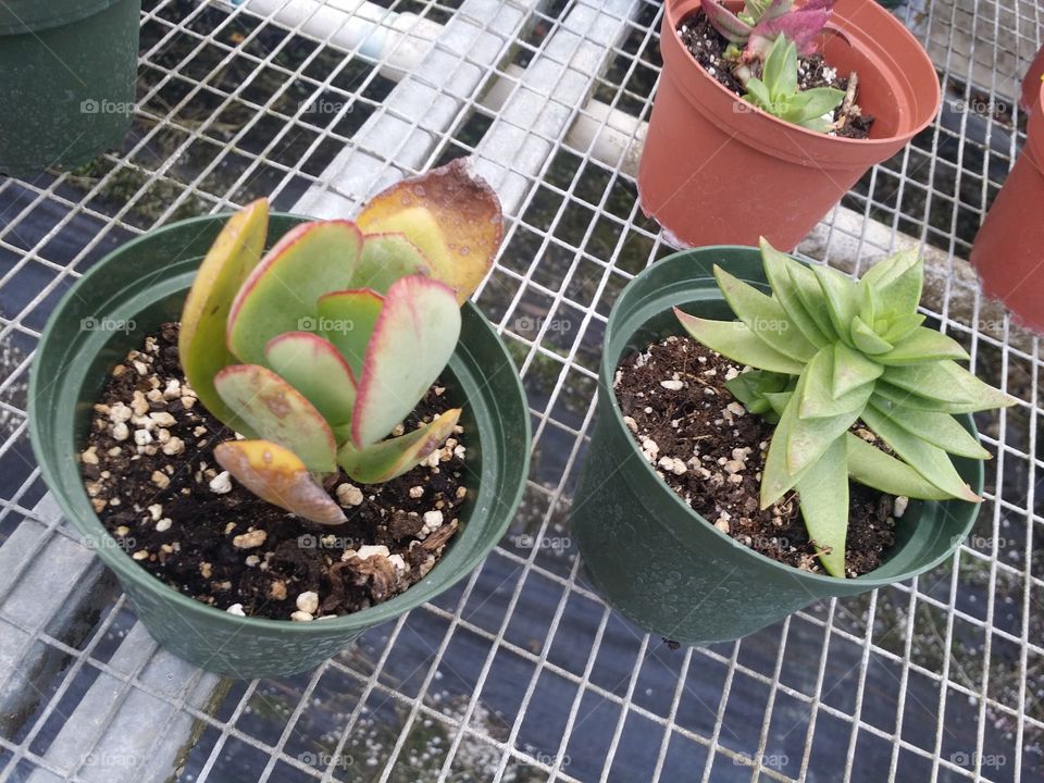 Pot, Flora, Cactus, Growth, Leaf
