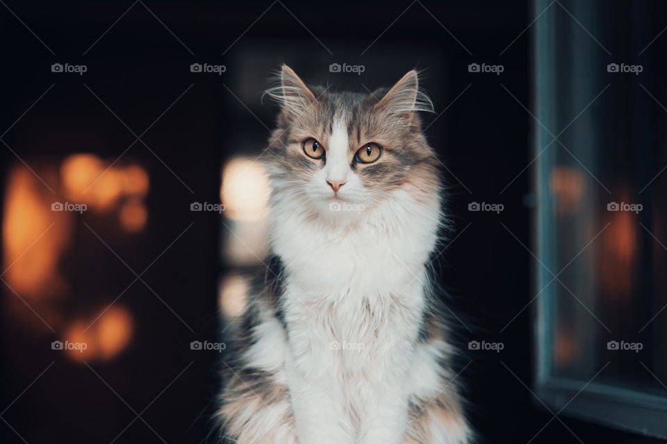 Domestic Siberian cat close up portrait