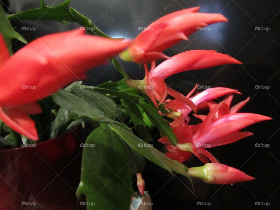 Decembrist, or Christmas, or Schlumbergera - these are all the names of the zygocactus, which was brought to Russia from tropical forests and now grows in flower pots on windowsills.