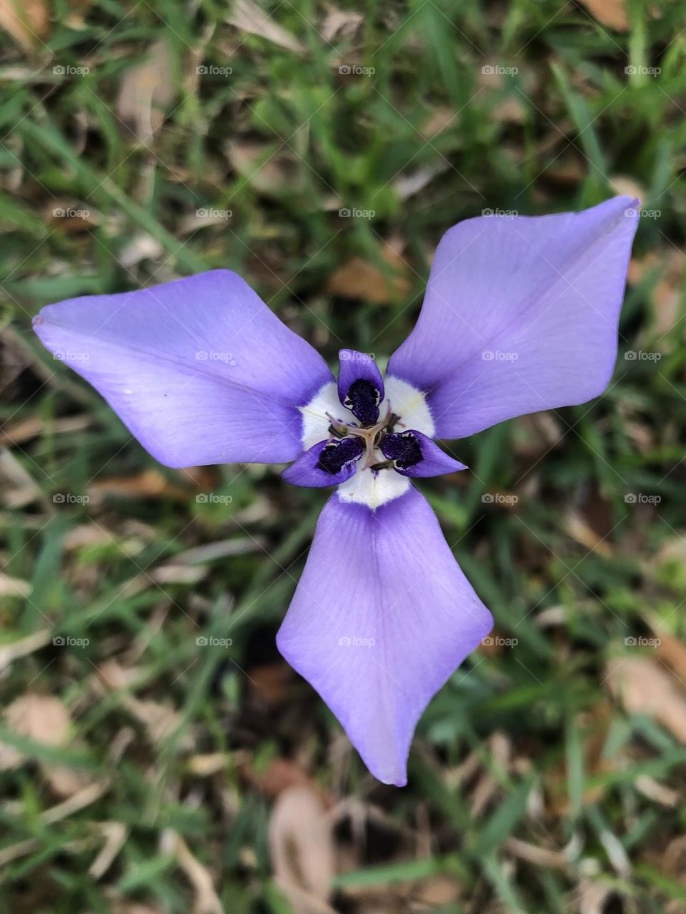 Pretty three-leafed flower growing in my front yard, almost got it with the mower!