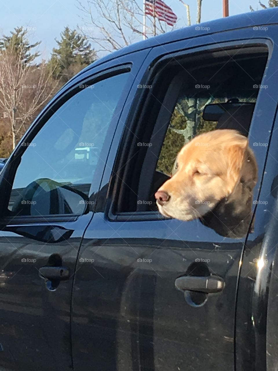 Dog Patiently Waiting In Truck For Owner

Tan dog awaiting owners return to truck from grocery shopping. Hopefully there will be treats for this dog who is in the back seat of the black truck waiting for the fun ride home. We all know how dogs love to go for rides! 🐶