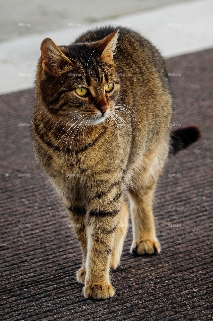 Animal portrait - A cat