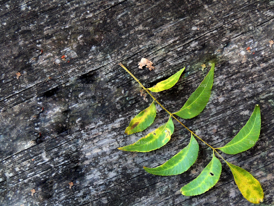 Leaf on bench 