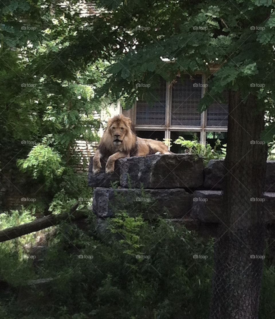 Lion Buffalo Zoo