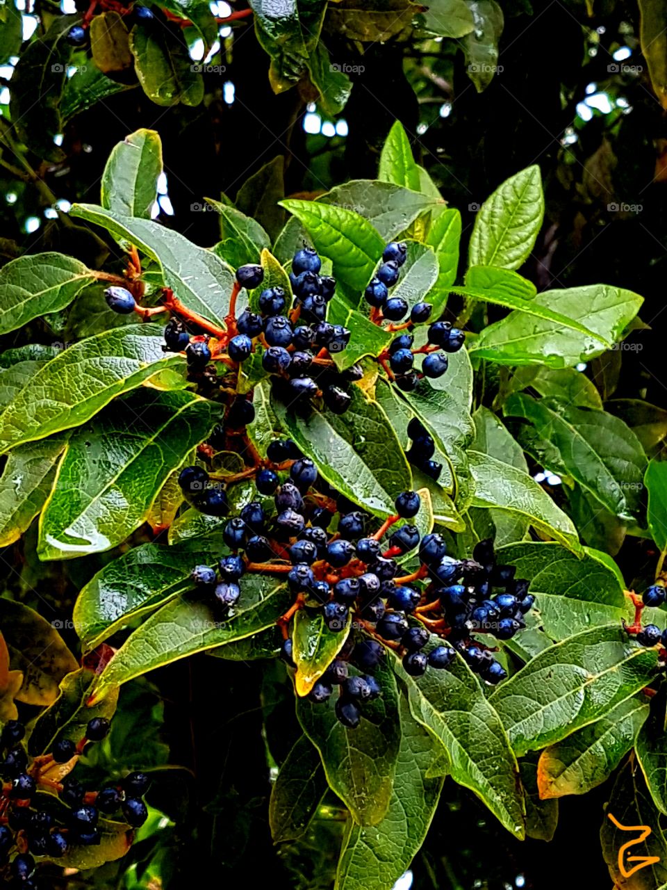 berries