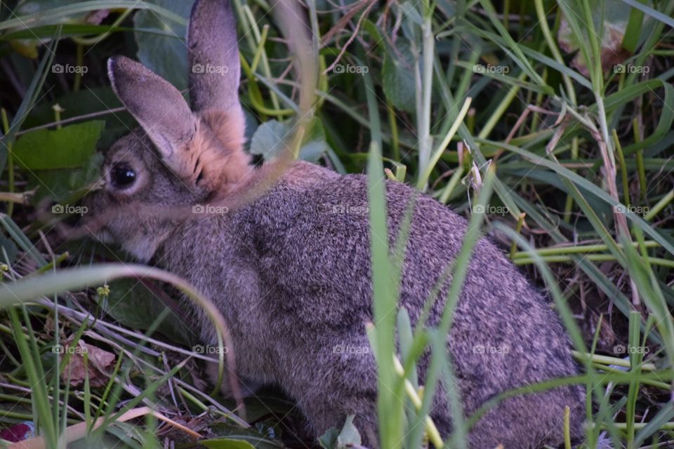 Wild Hare in Australia 
