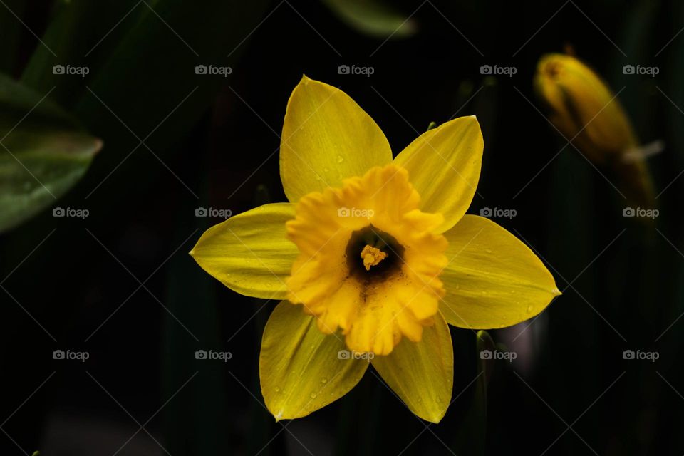 yellow flower