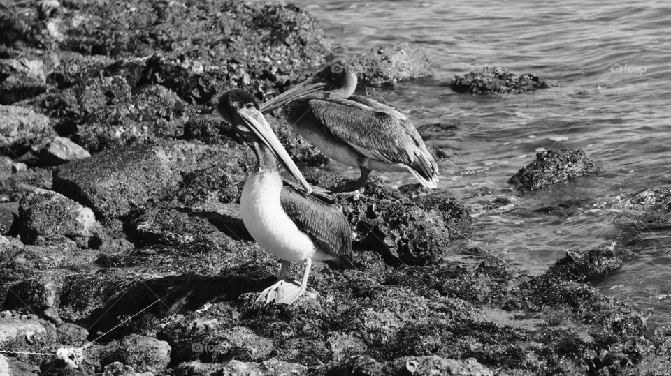 Galveston brown pelican setting on the rocks near the water in Galveston Texas 