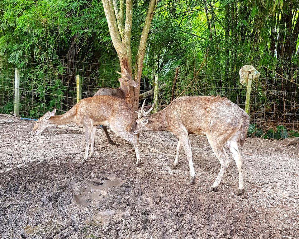 Deer and doe standing in farm