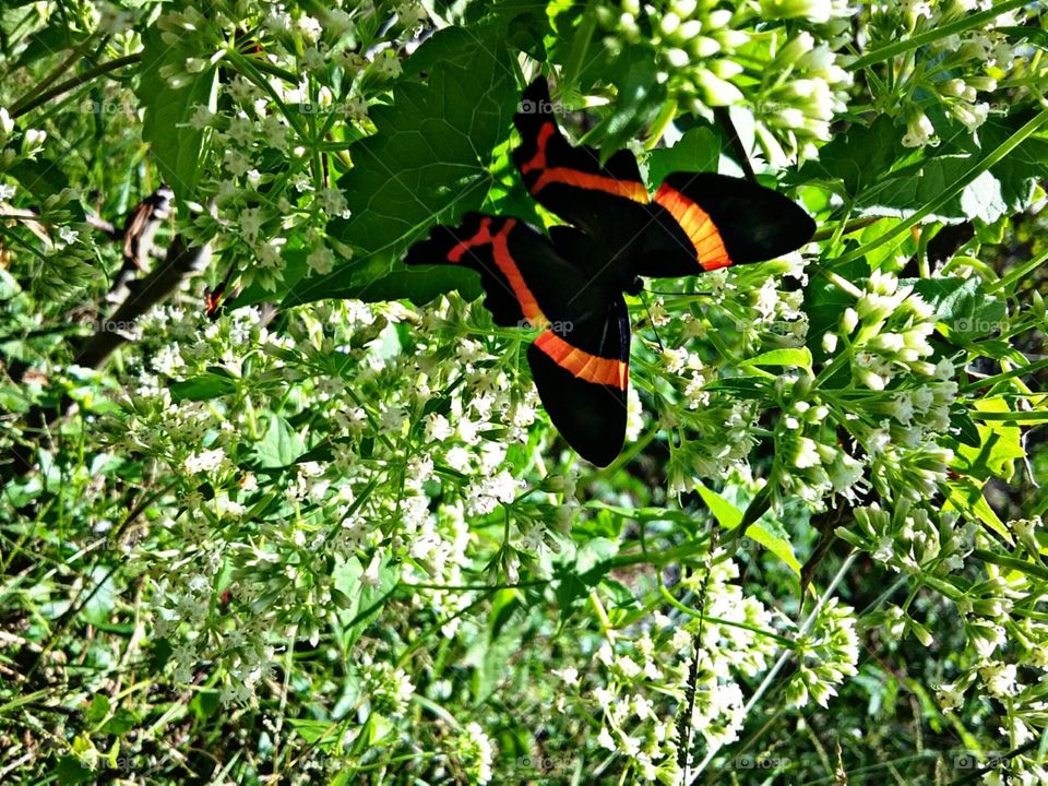 Borboleta difícil de observar.
