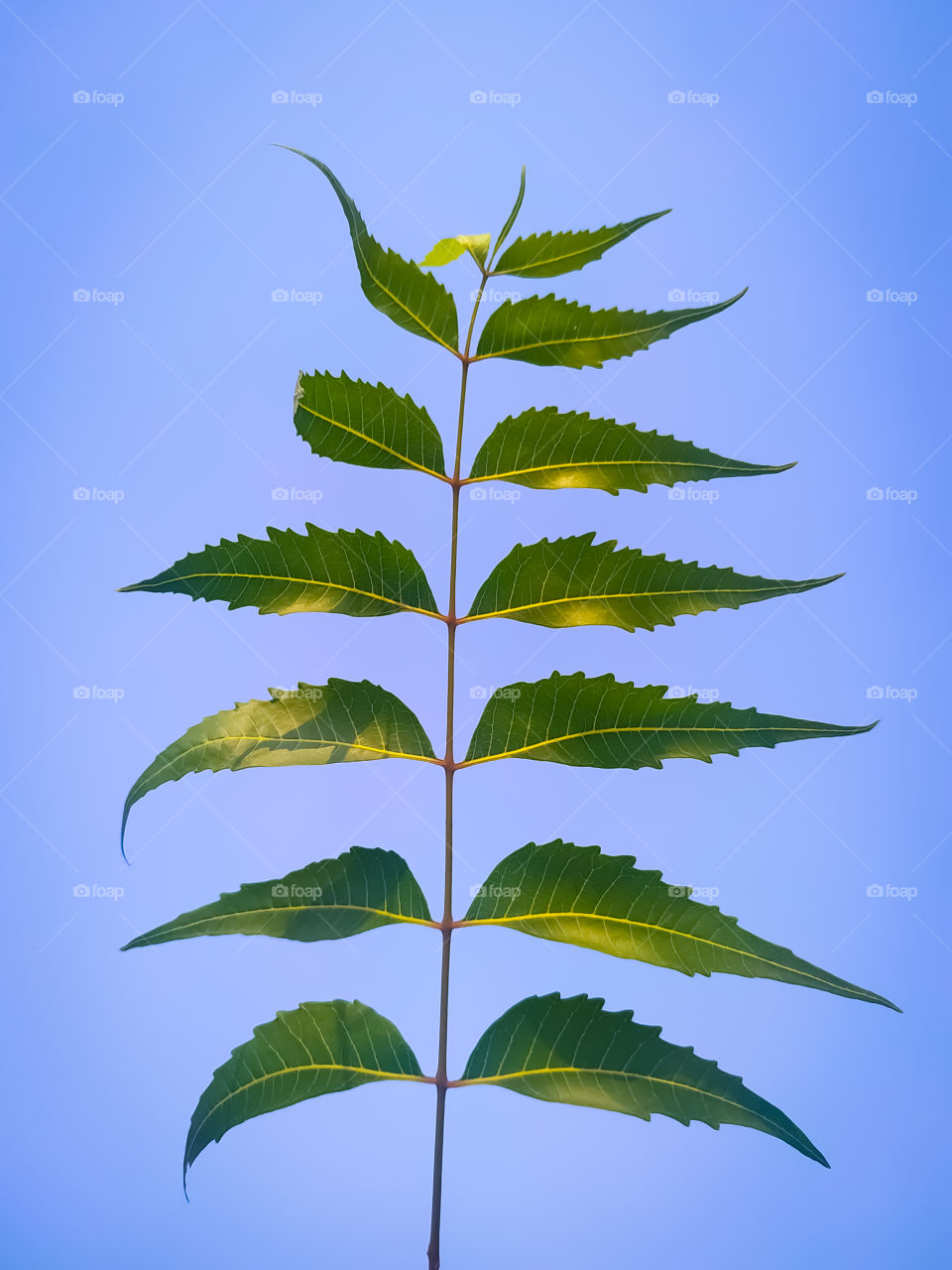 Medicinal neem fruits isolated on blue background.
