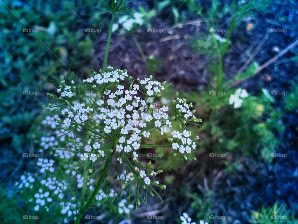 Wild flowers
