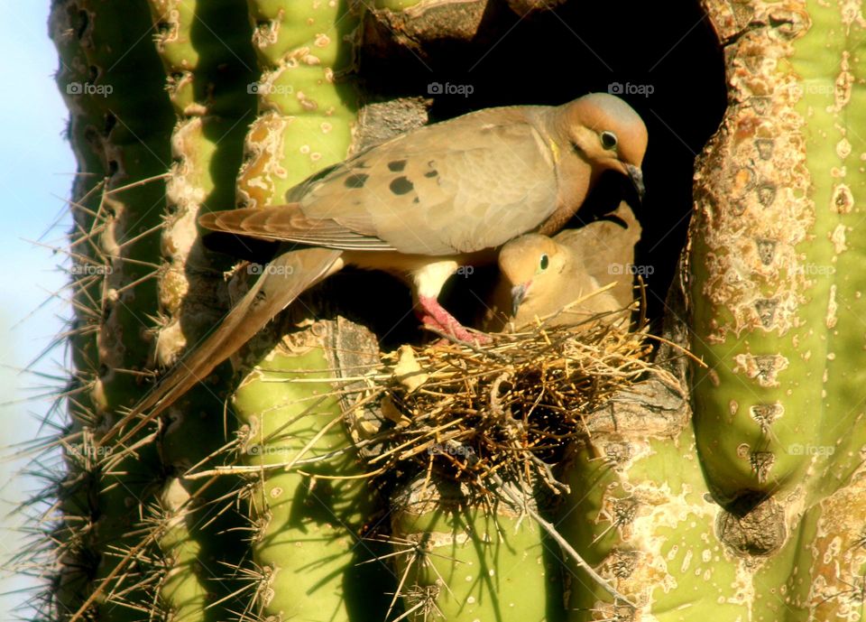 Pair of Doves Nesting Together