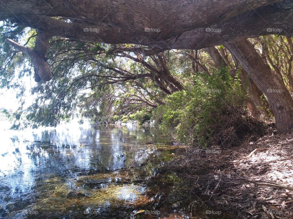 trees reflect in the water