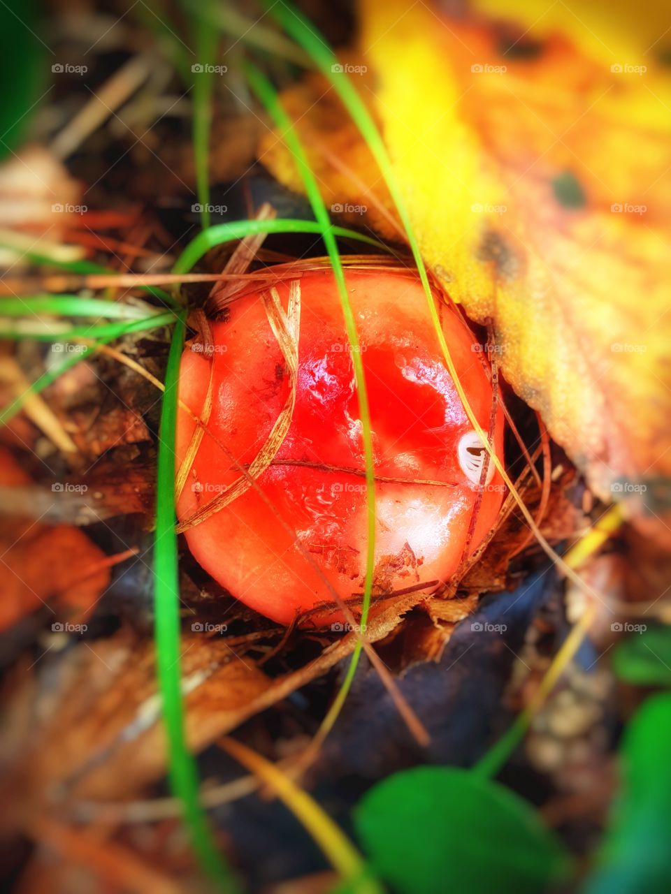 red top mushroom