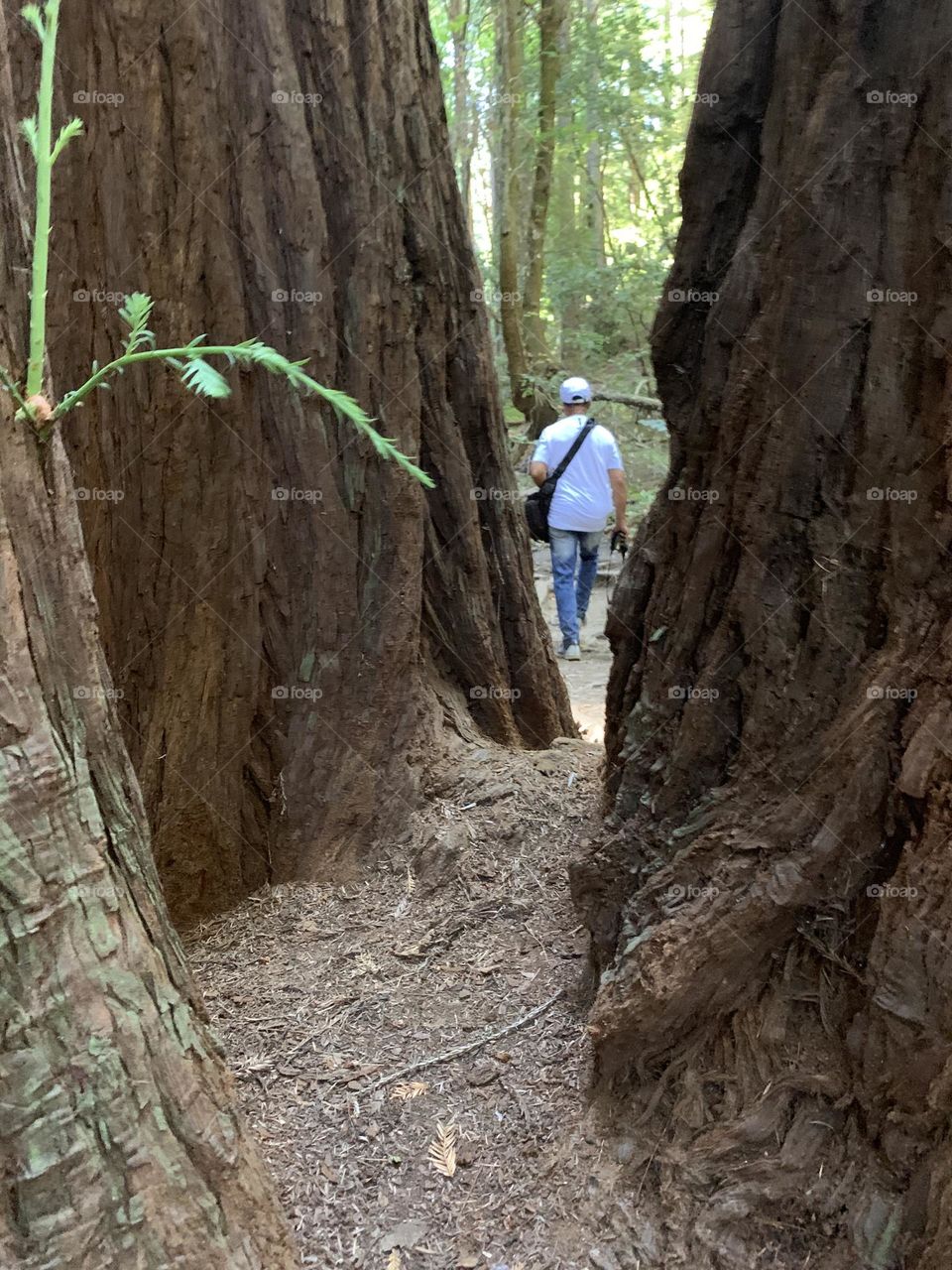 Between the huge trees - The trees were the towers of the forest. We looked up and the trees were skyscraper tall.. We were in awe of the size and majesty of the trees. The Beauty of the forest comforted our hearts.