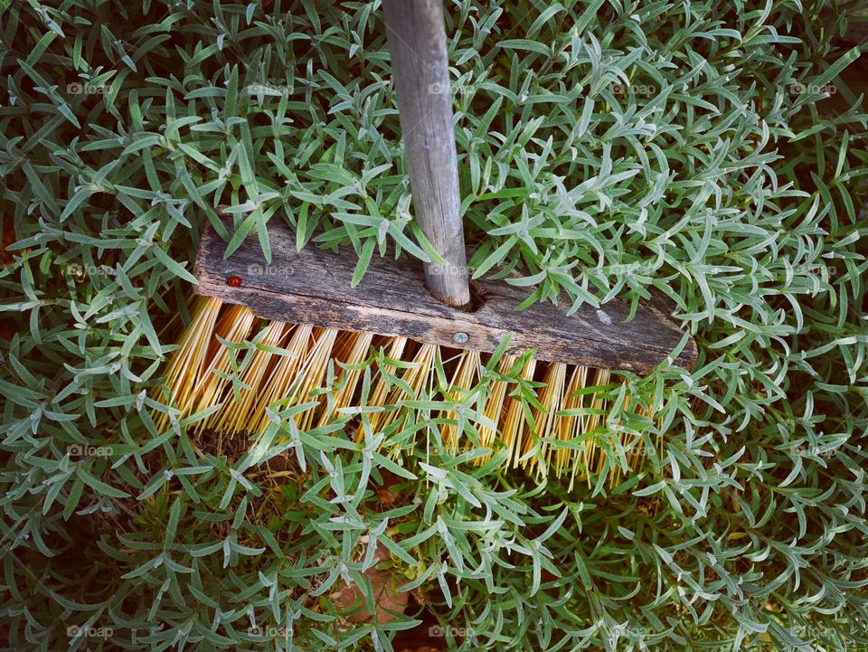 Broom in nature