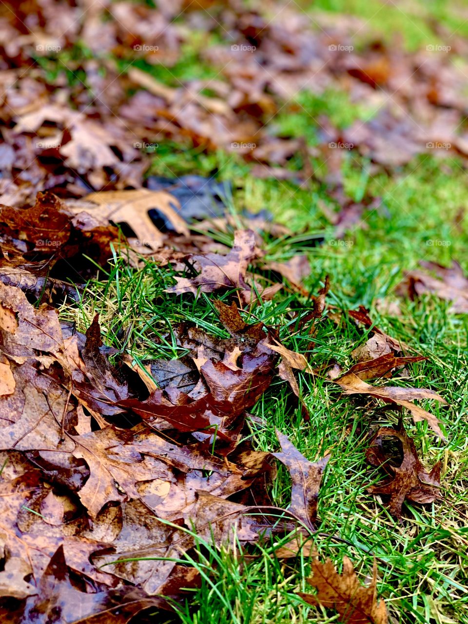 damp, fallen leaves of green grass in the fall