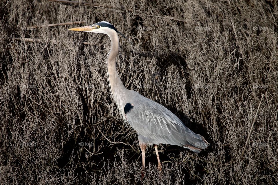Blue heron why so blue