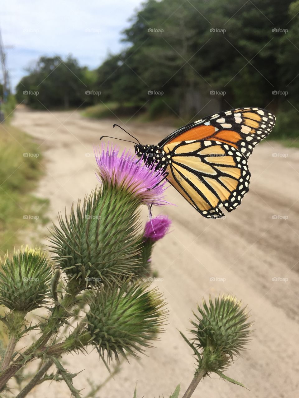 Monarch butterfly on butterfly