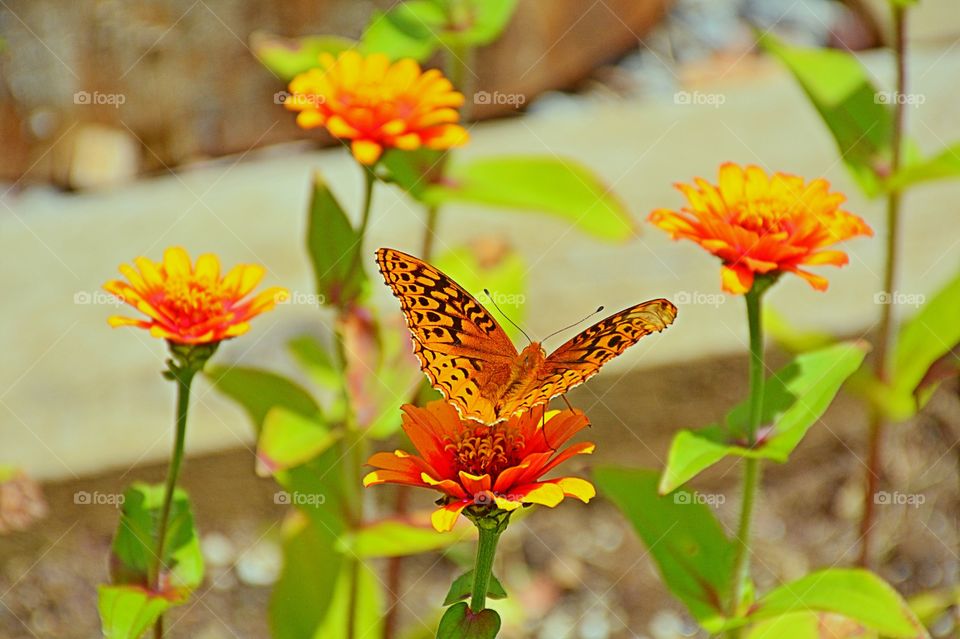 Butterfly pollinating orange flower