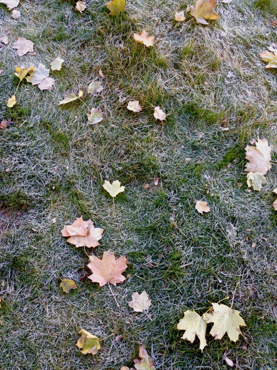 First frost in the middle of autumn, frozen grass and leaves 