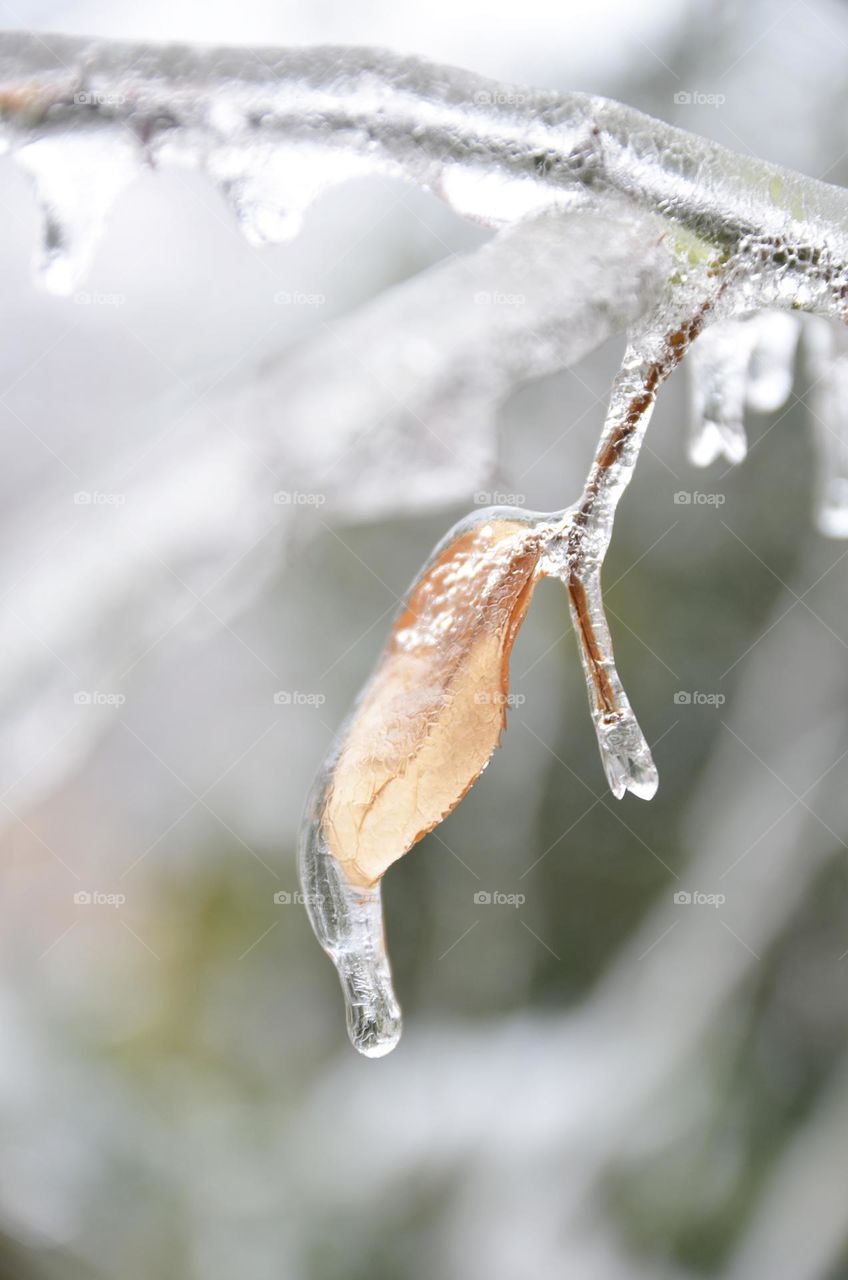 Frozen leaf