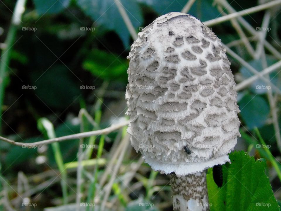 Crested kite fungi, edible autumn mushroom and little fly on the cap