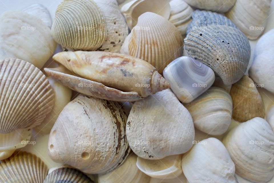 Seashells 